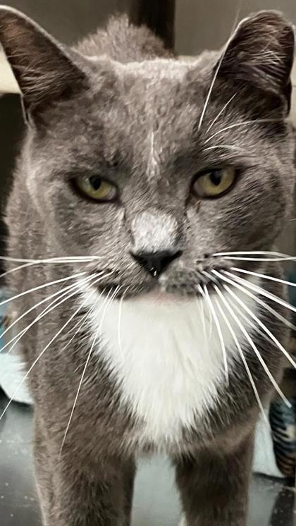 Gandalf, a Adoptable mixed breed in Venice, FL image 1/2