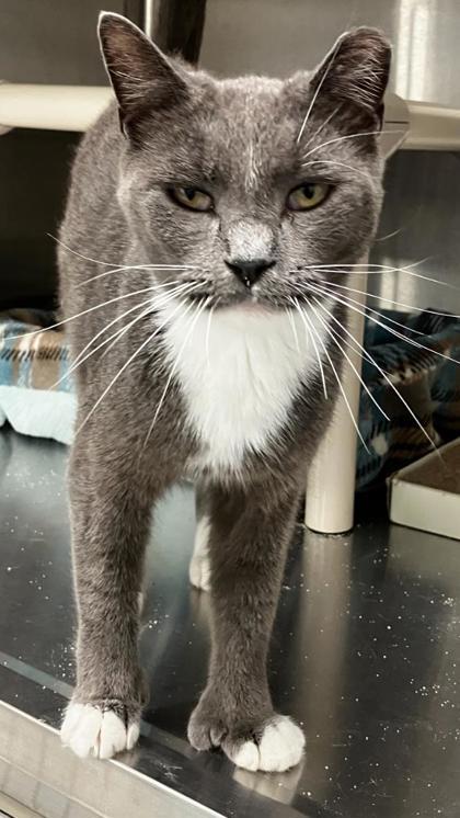 Gandalf, a Adoptable mixed breed in Venice, FL image 2/2