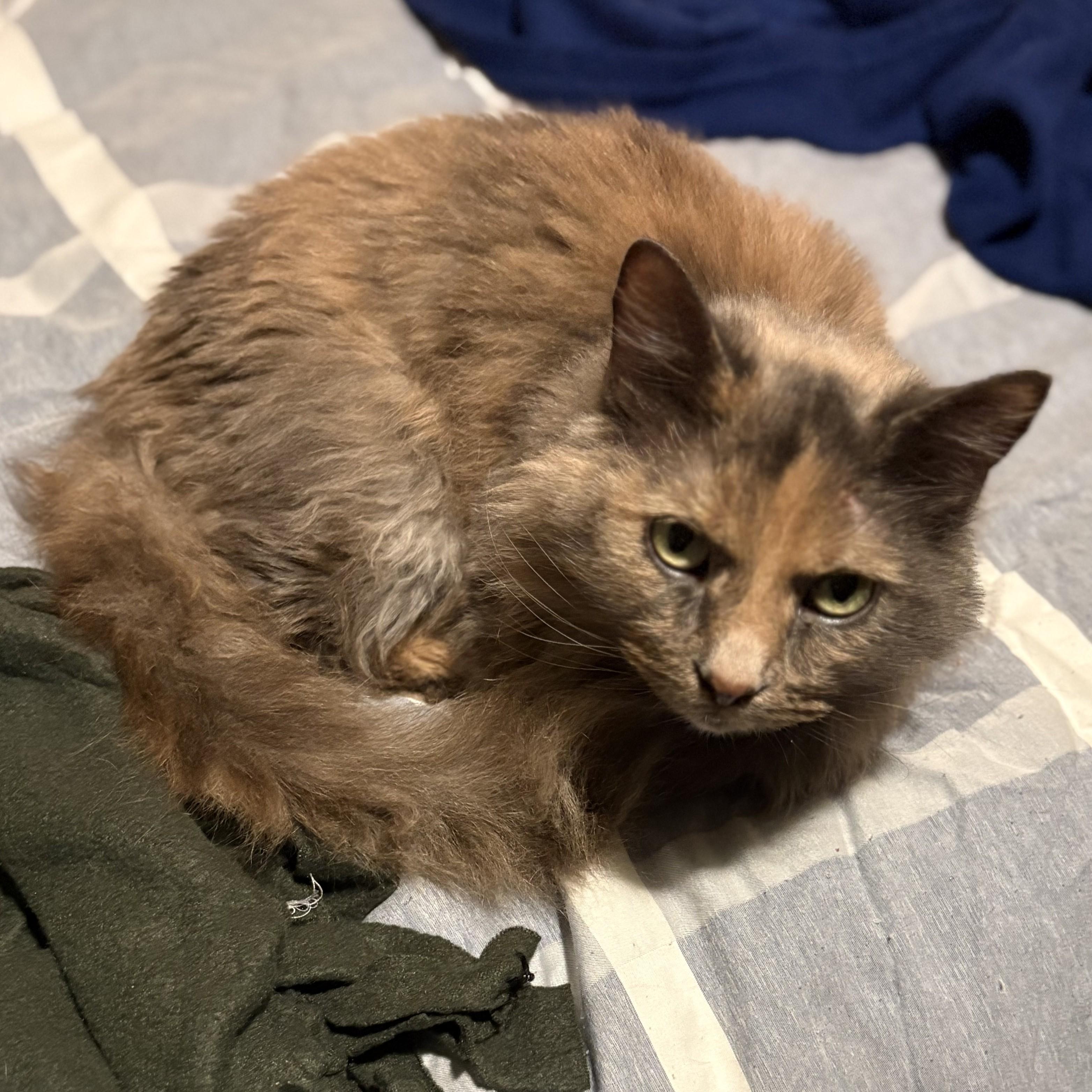 Kosher, Adult Female unknown