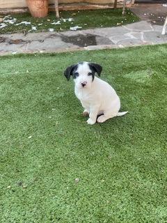 Enlarge Valentine 50856, an adopted Mixed Breed in Oklahoma City, OK image 2/2