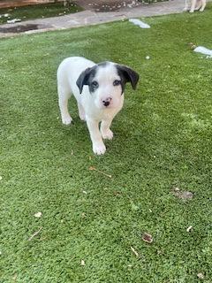 Enlarge Valentine 50856, an adopted Mixed Breed in Oklahoma City, OK image 1/2