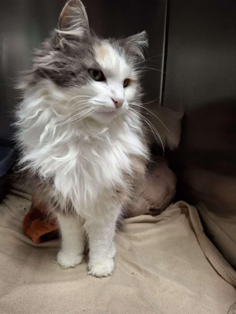 SPAZ, Adoptable, Senior Female Dilute Calico.