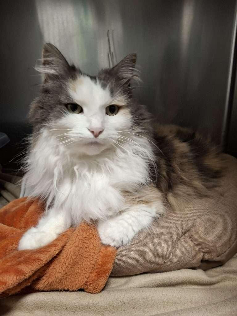 Enlarge SPAZ, a Adoptable Dilute Calico in Ironwood, MI image 2/3