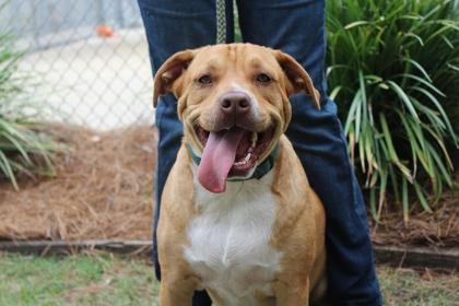 Enlarge Buster, a Adoptable mixed breed in Brunswick, GA image 1/1