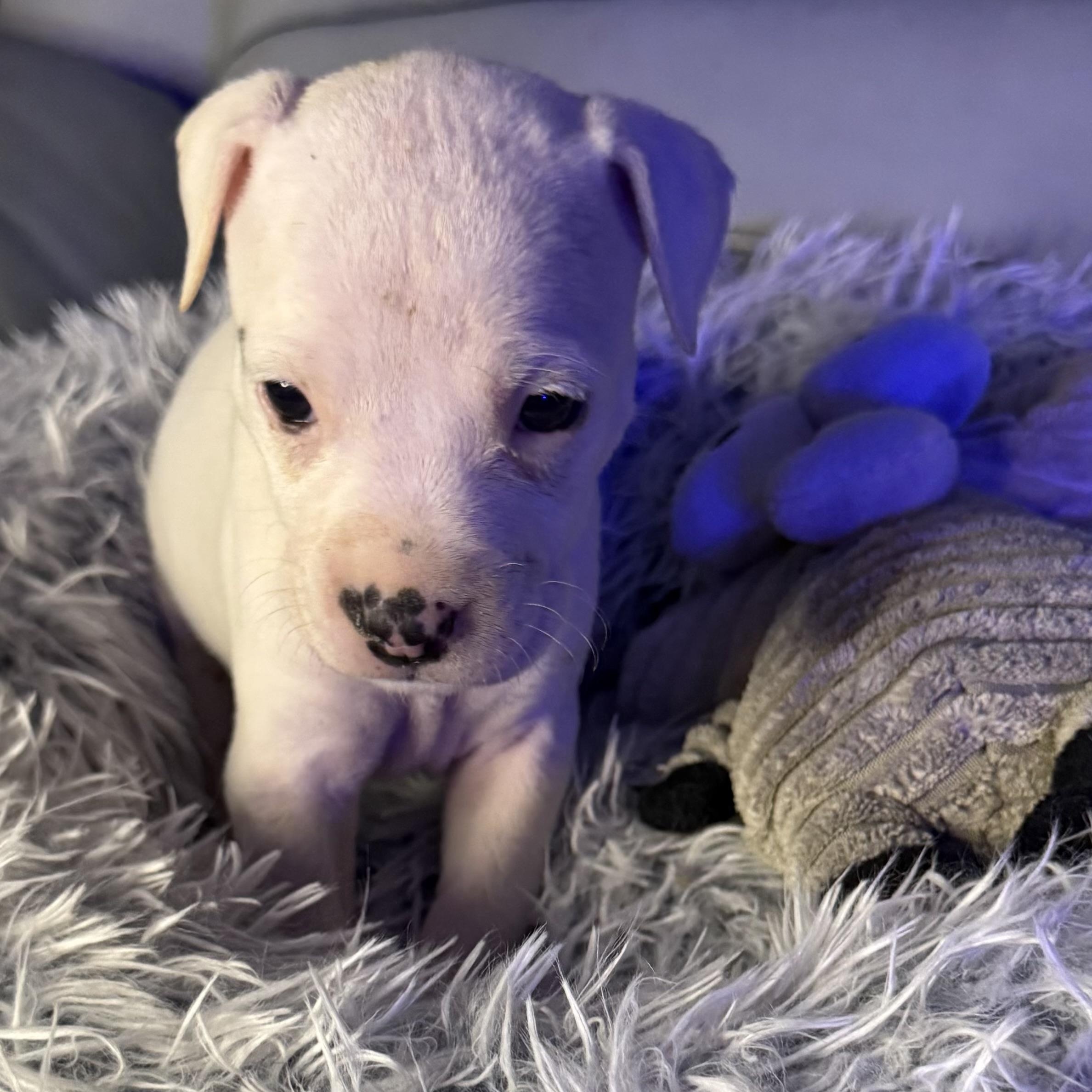 Evangeline — thumbnail 4