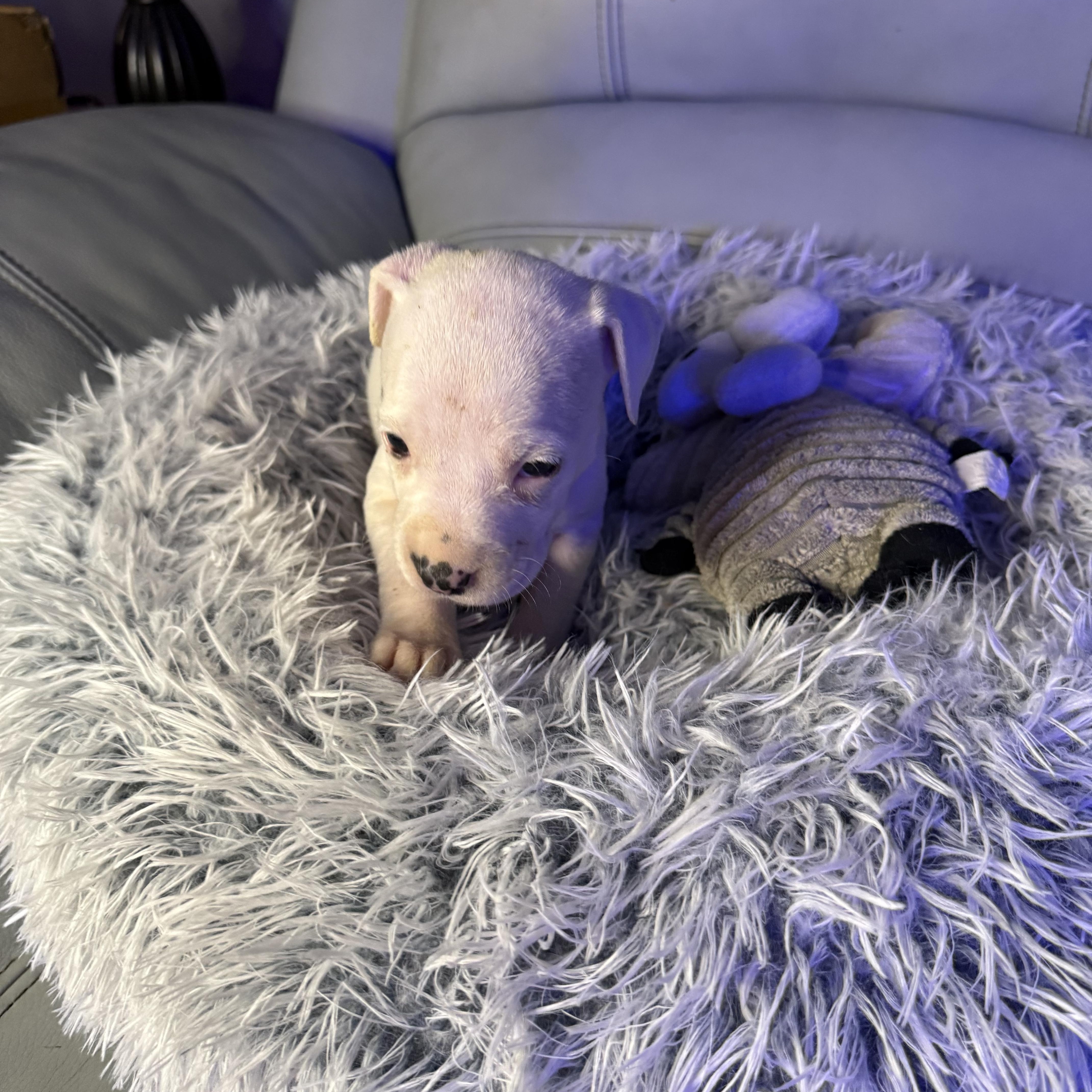 Evangeline — thumbnail 5