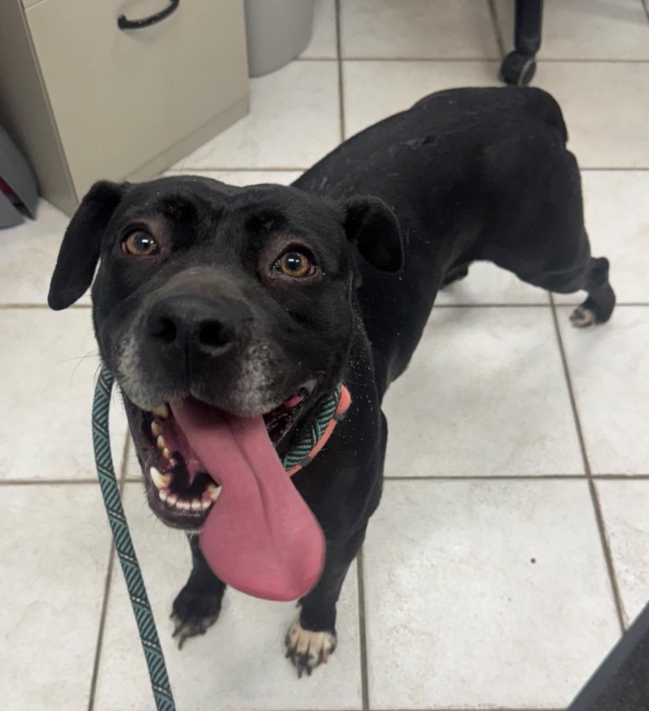 Enlarge VENUS, a Adoptable mixed breed in Hastings, MI image 1/2