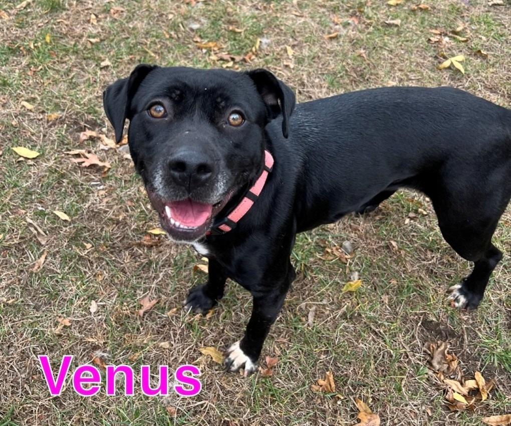 Enlarge VENUS, a Adoptable mixed breed in Hastings, MI image 2/2
