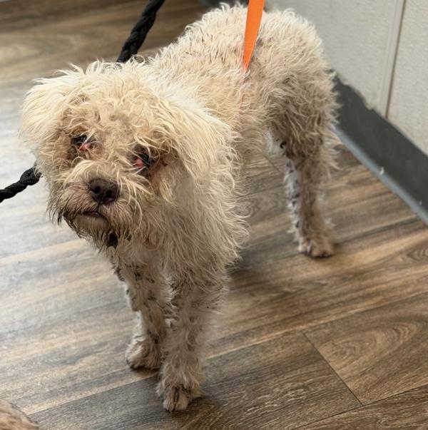 Enlarge Bon-Bon, a Adoptable mixed breed in San Diego, CA image 1/1