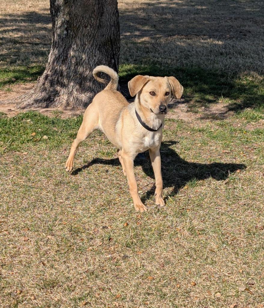 Roxy, Adoptable, Adult Female Labrador Retriever.