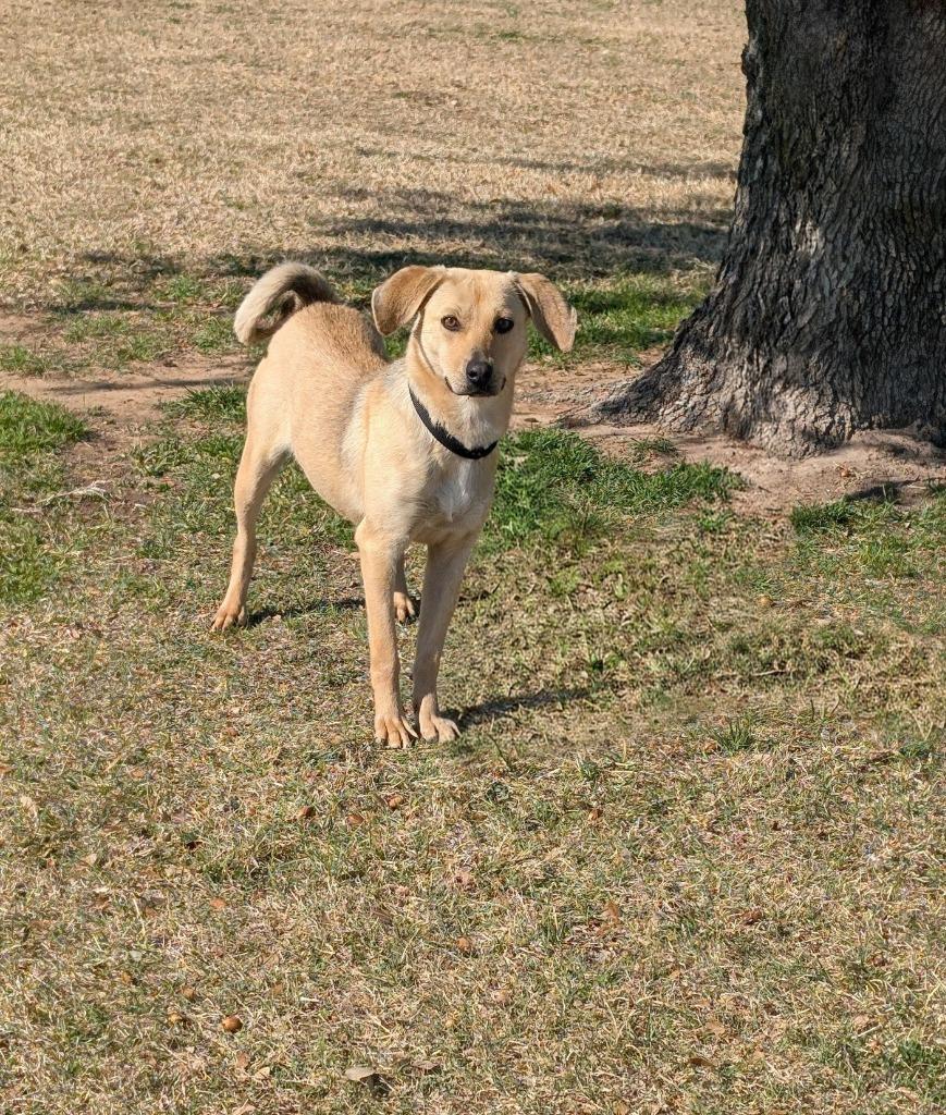 Roxy, a Adoptable Labrador Retriever in Arlington, TX image 2/6