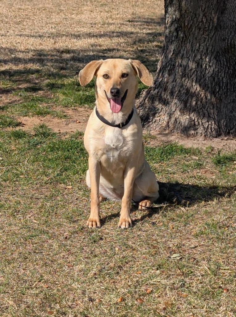Roxy, a Adoptable Labrador Retriever in Arlington, TX image 3/6