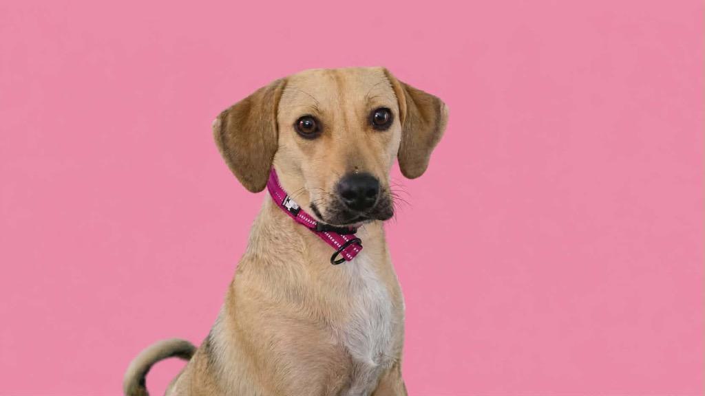 Roxy, a Adoptable Labrador Retriever in Arlington, TX image 6/6