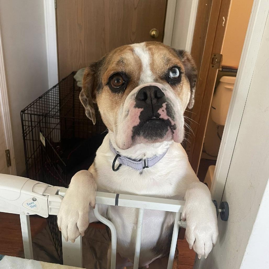 Coco, Adoptable, Adult Female English Bulldog & Beagle.