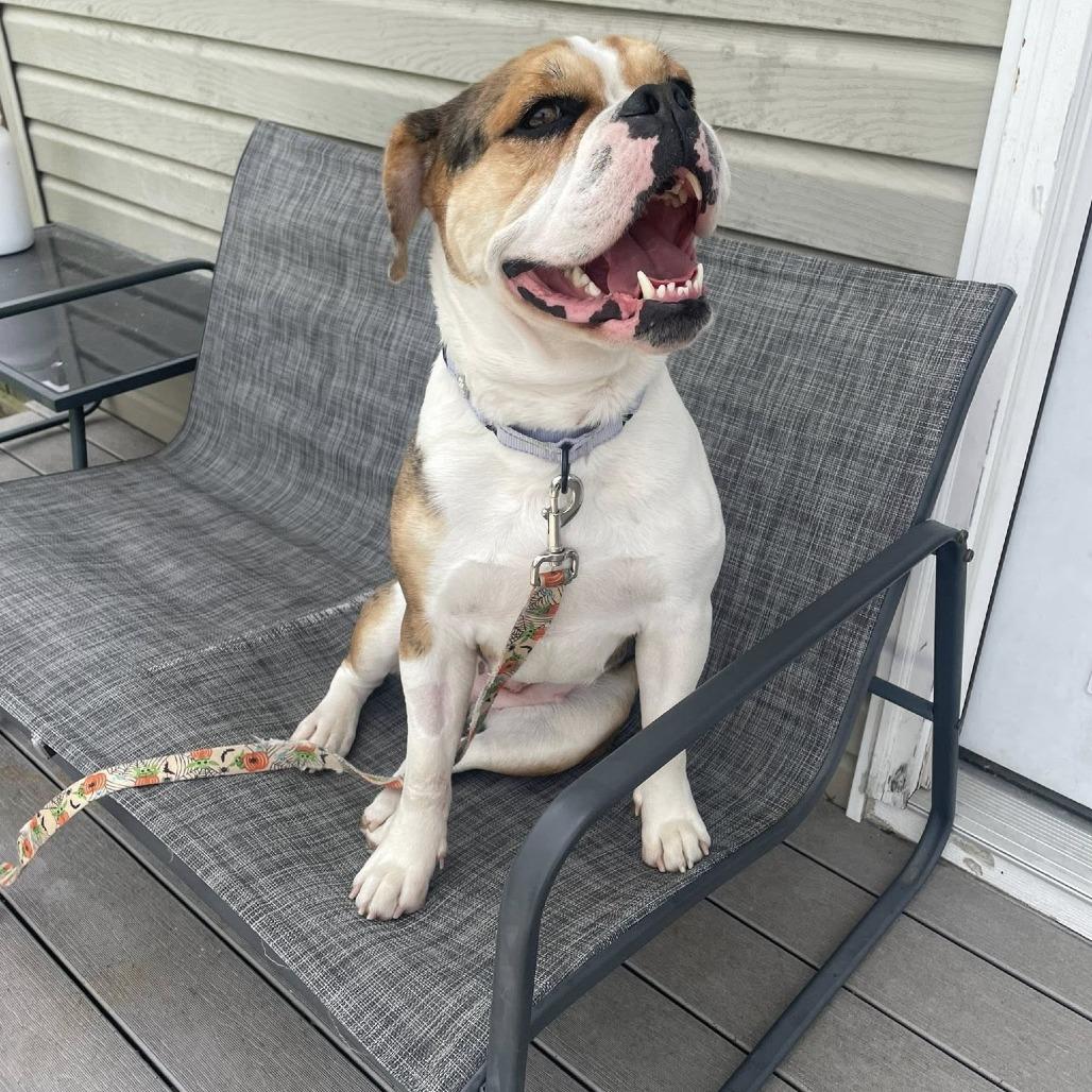 Enlarge Coco, a Adoptable mixed breed in Huber Heights, OH image 2/6