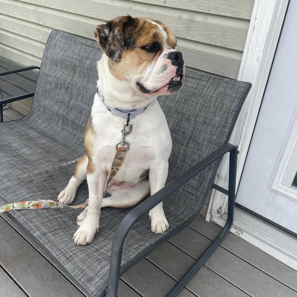 Enlarge Coco, a Adoptable mixed breed in Huber Heights, OH image 3/6