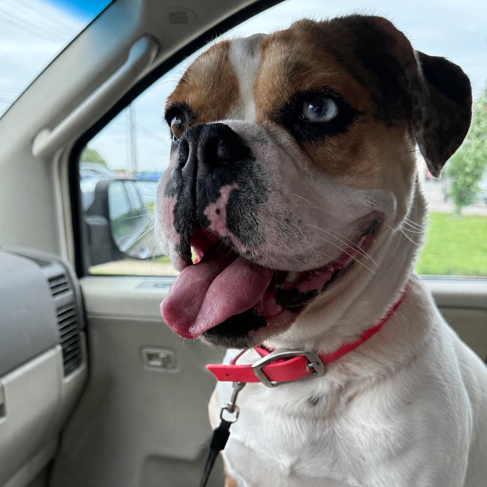 Enlarge Coco, a Adoptable mixed breed in Huber Heights, OH image 4/6