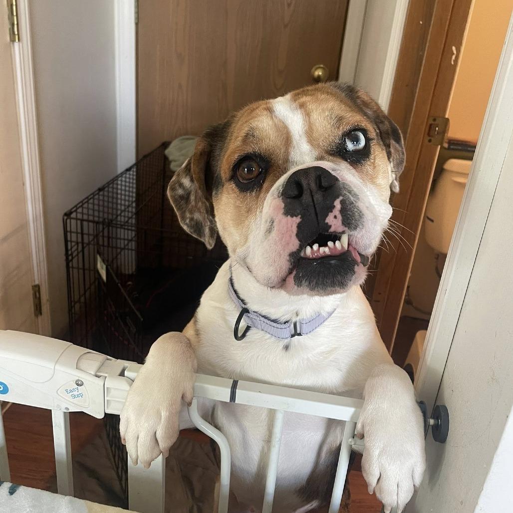 Enlarge Coco, a Adoptable mixed breed in Huber Heights, OH image 5/6