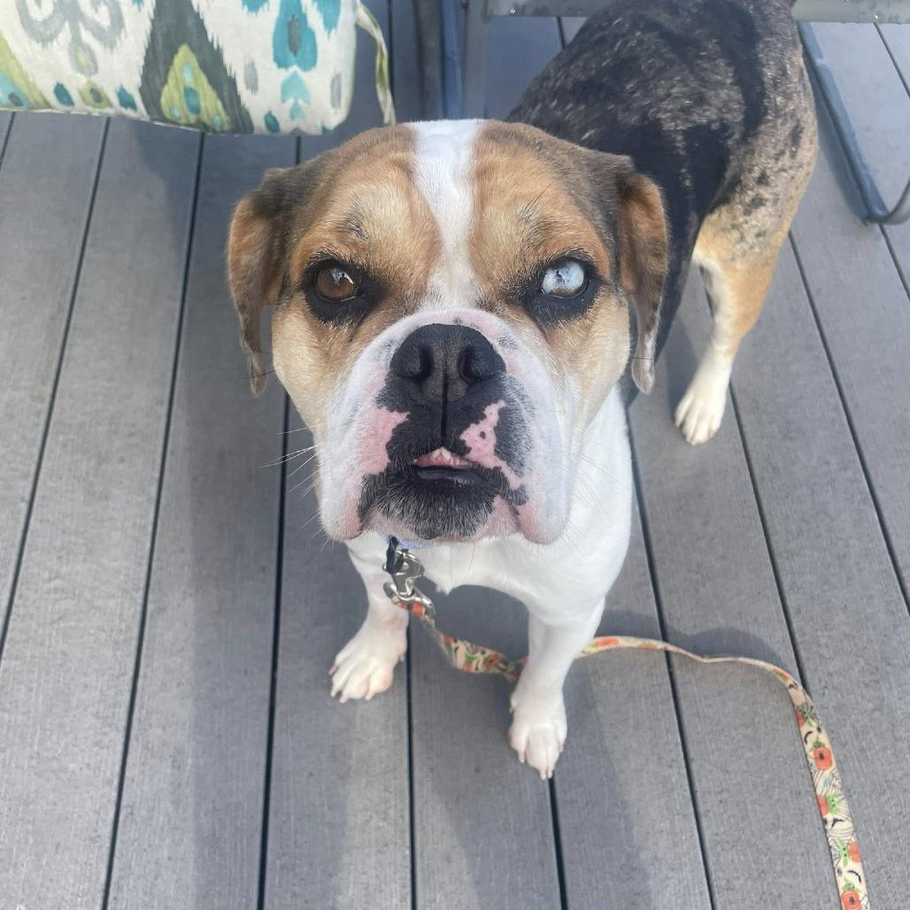 Enlarge Coco, a Adoptable mixed breed in Huber Heights, OH image 6/6
