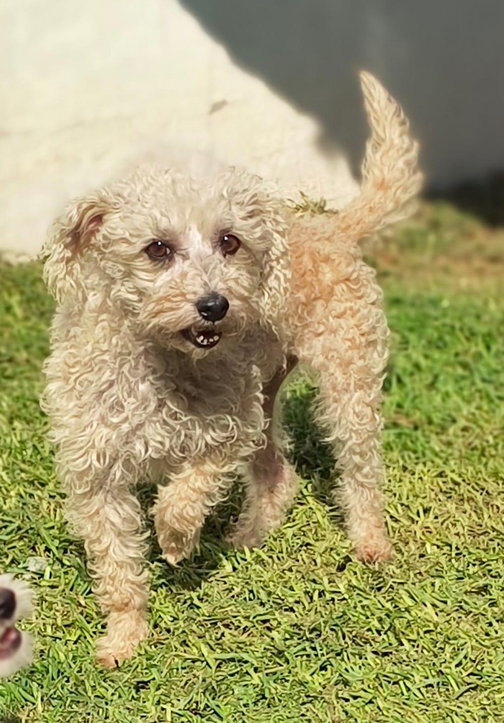 Enlarge Dalma, a ADOPTABLE mixed breed in Sherwood, OR image 1/1