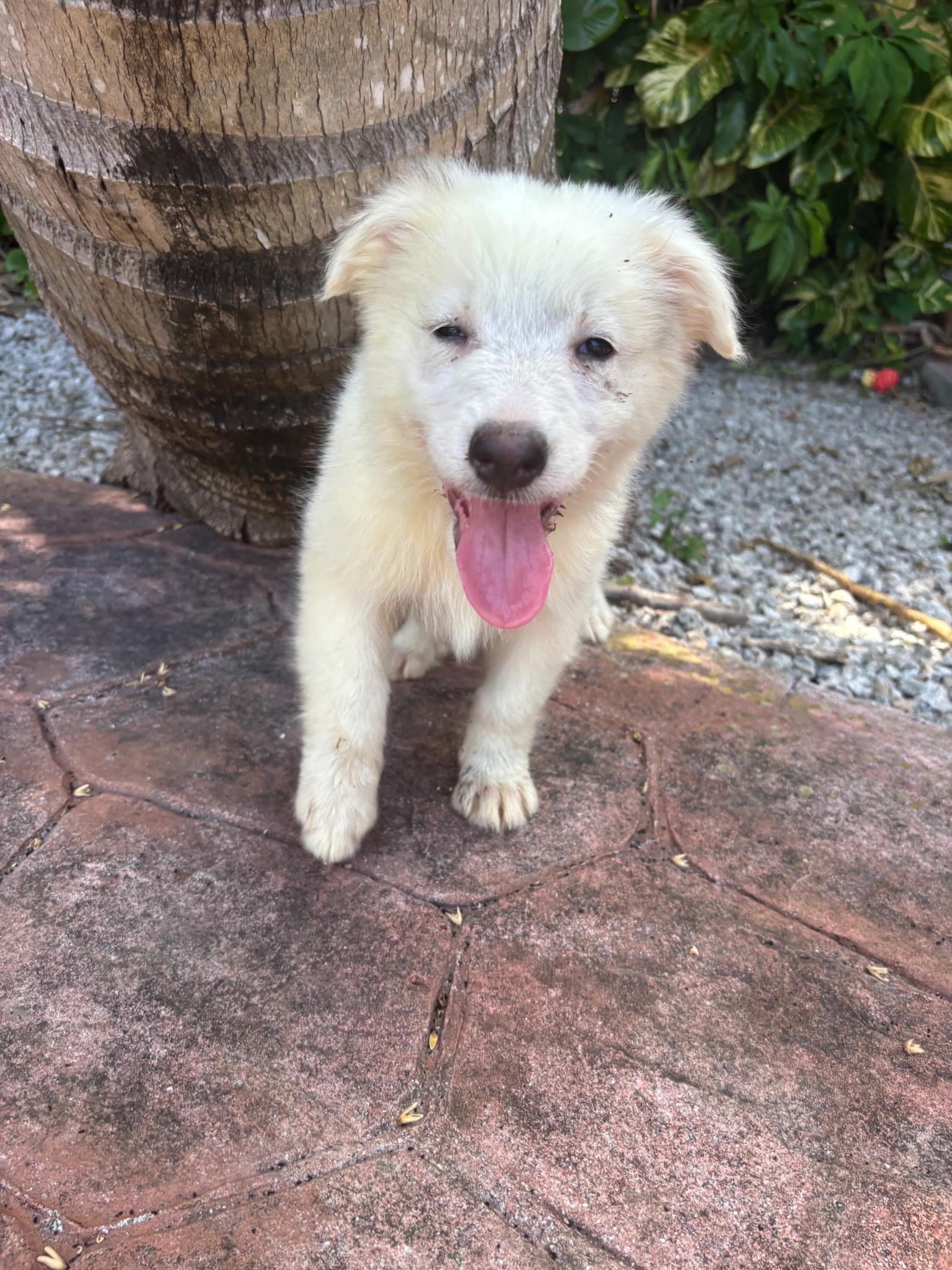 Delilah, a ADOPTABLE mixed breed in Miami, FL image 1/2