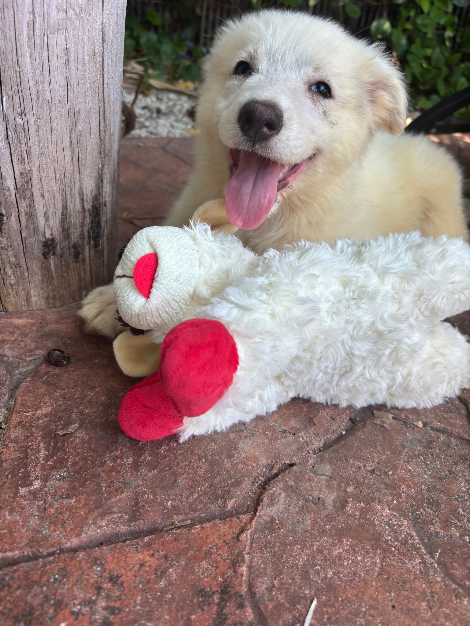 Delilah, a ADOPTABLE mixed breed in Miami, FL image 2/2