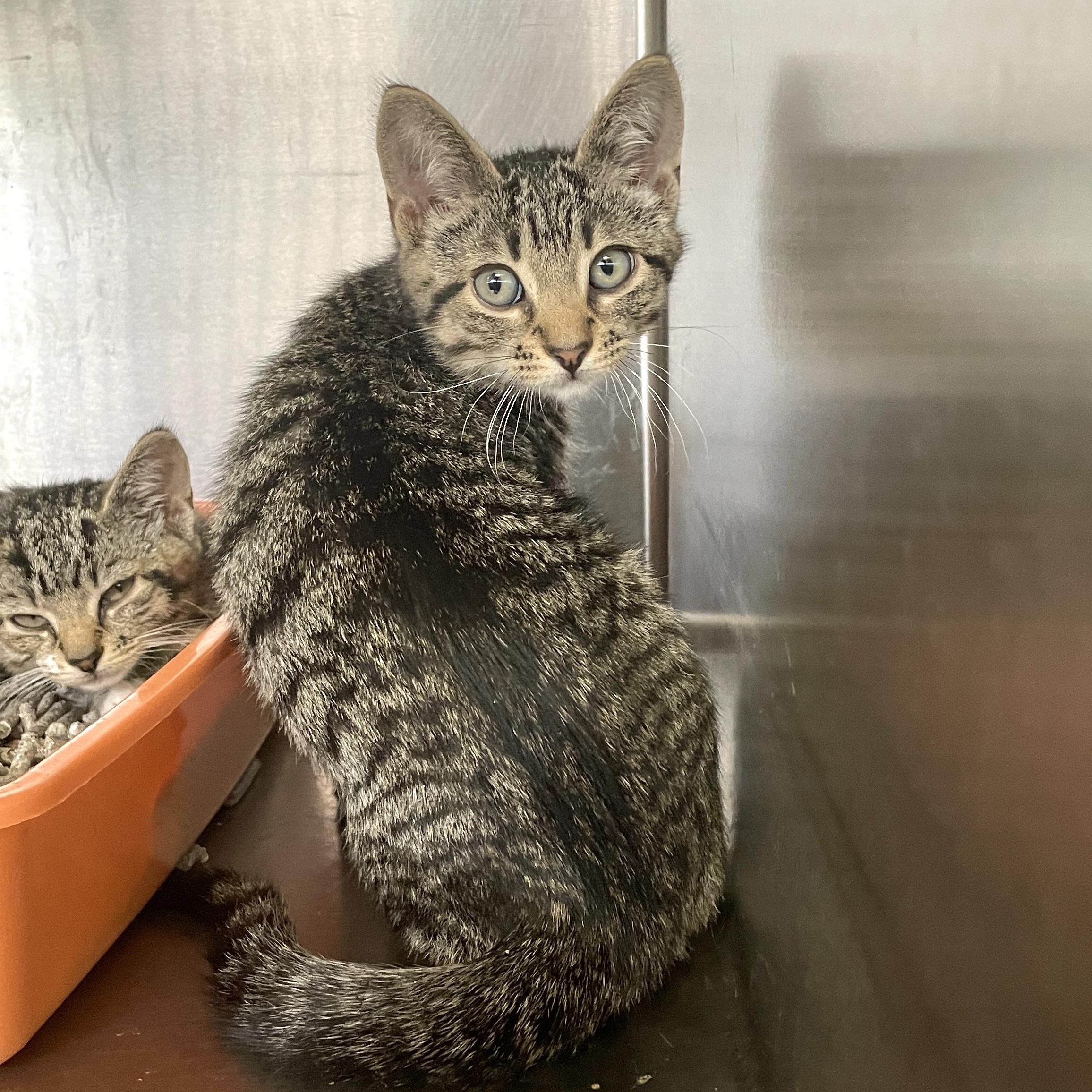 Sarge, Baby Male Domestic Short Hair