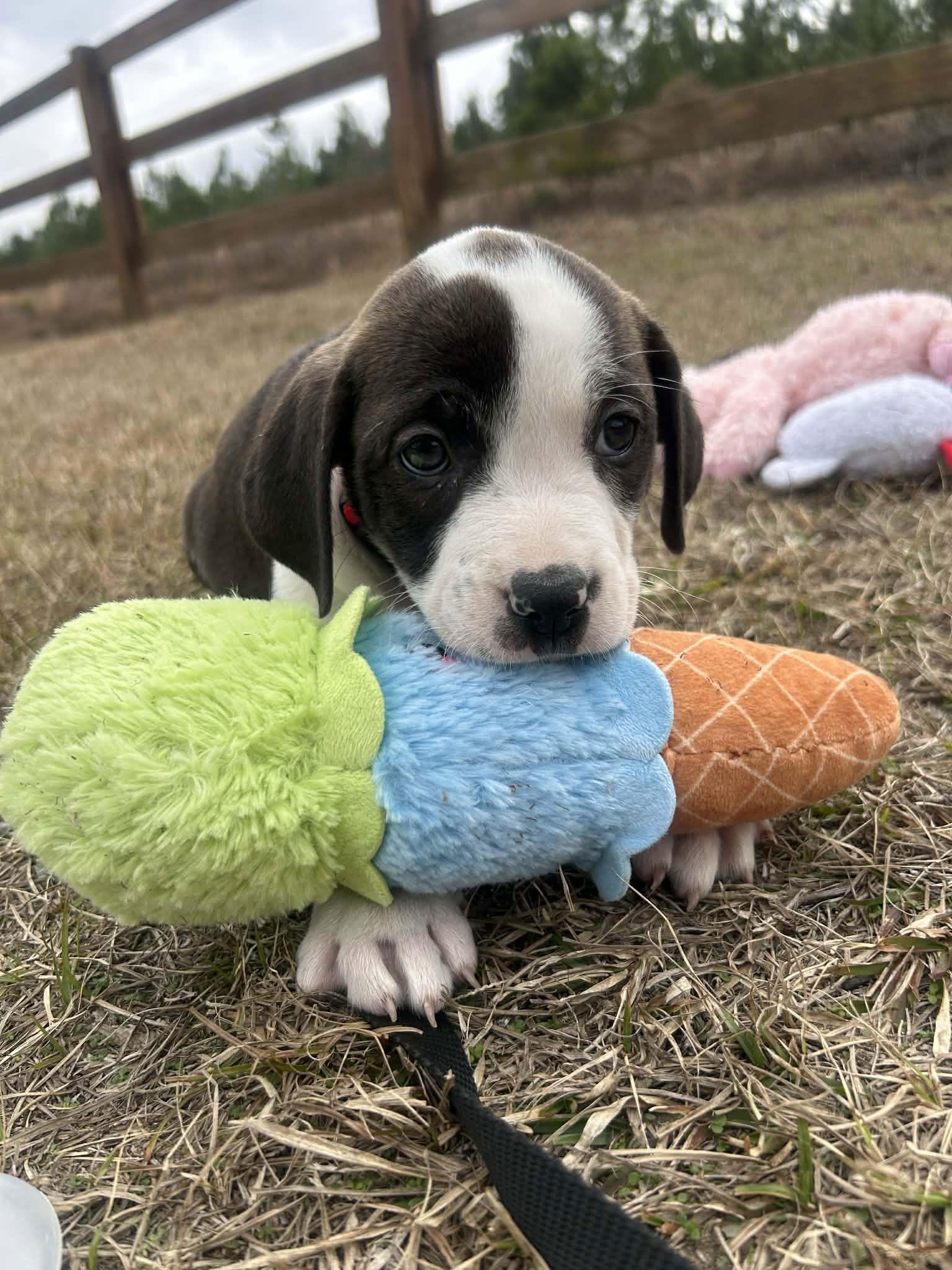 Enlarge Fritz, a Adoptable Mixed Breed in Tarrytown, GA image 1/3