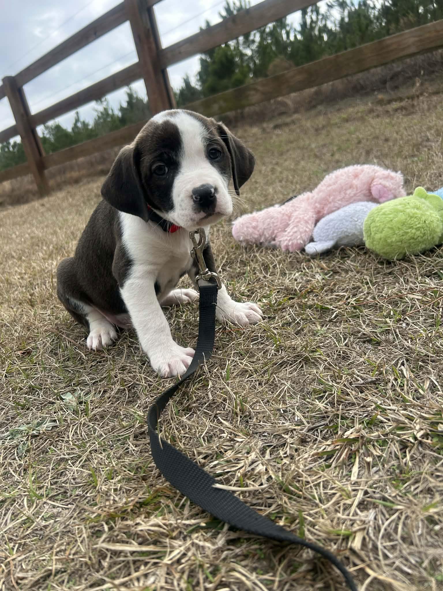 Enlarge Fritz, a Adoptable Mixed Breed in Tarrytown, GA image 2/3