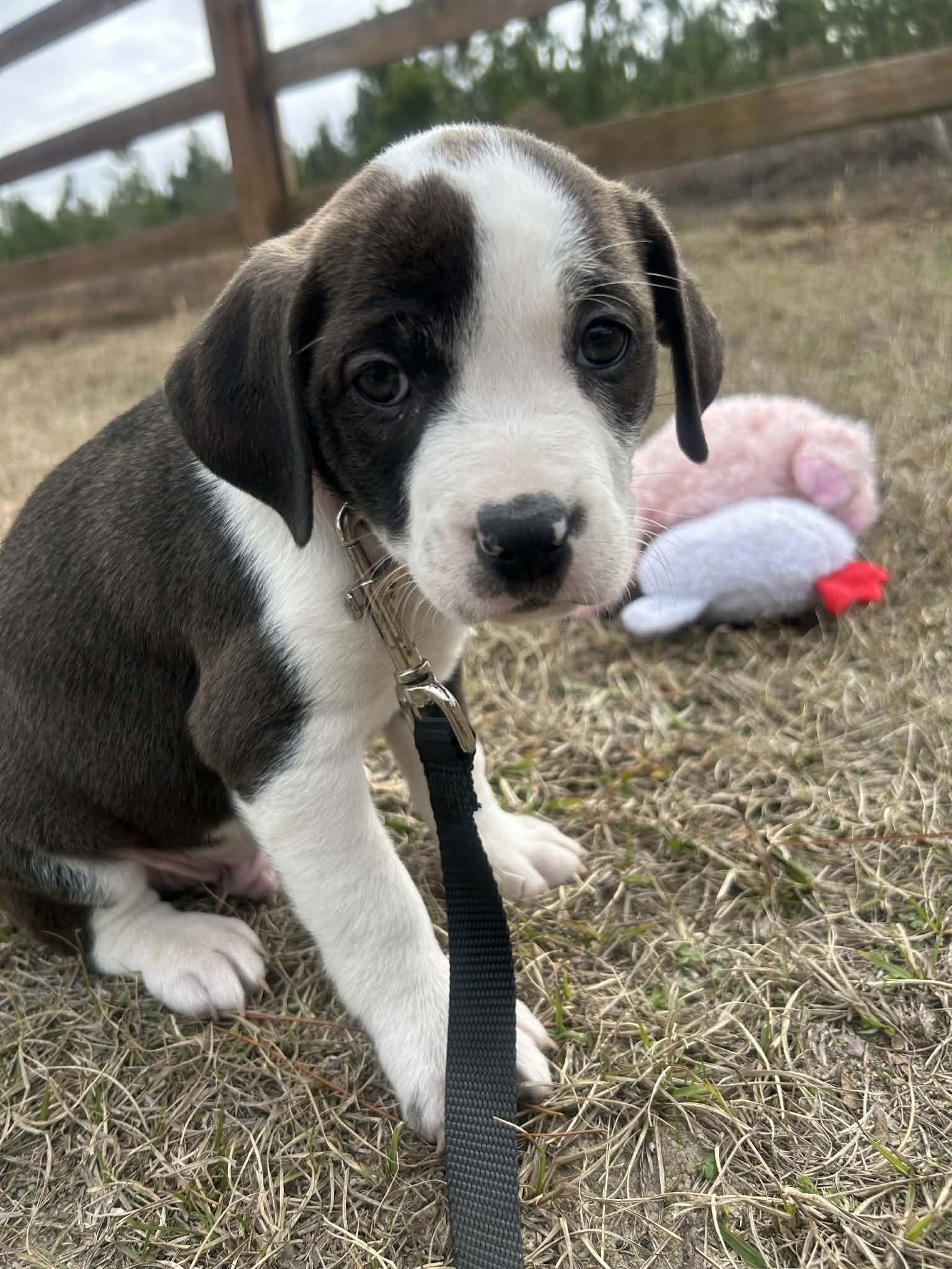 Enlarge Fritz, a Adoptable Mixed Breed in Tarrytown, GA image 3/3