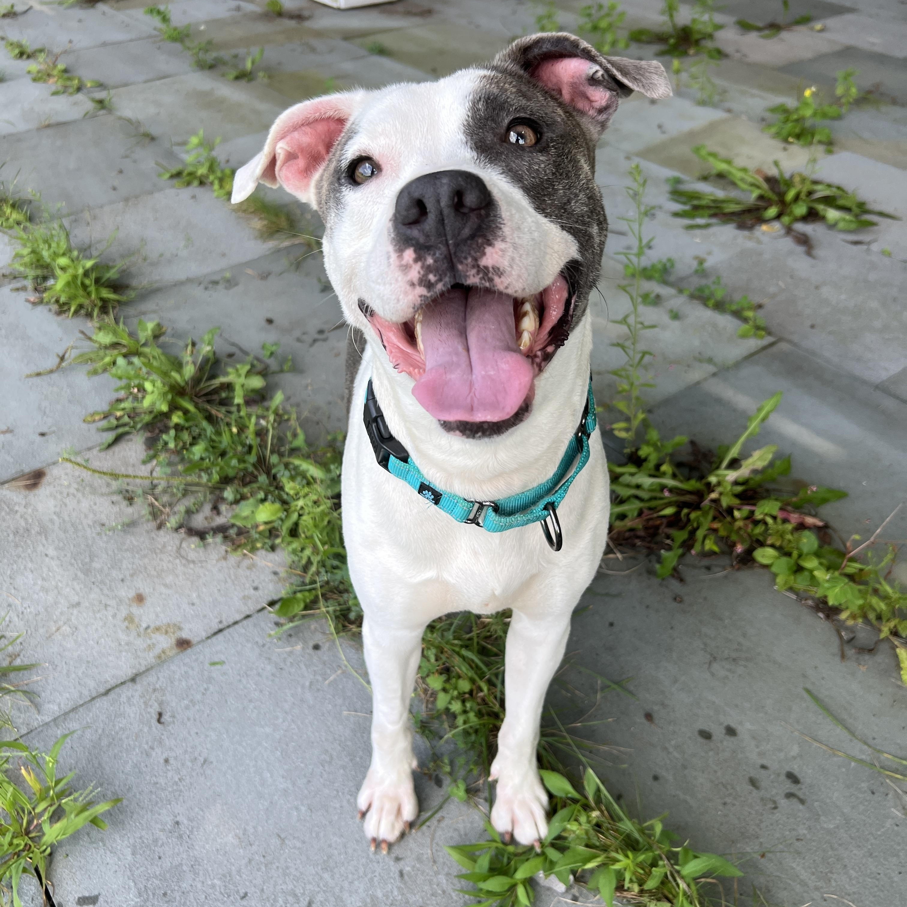 Family Friendly LOLA, a ADOPTABLE mixed breed in New York, NY image 3/6