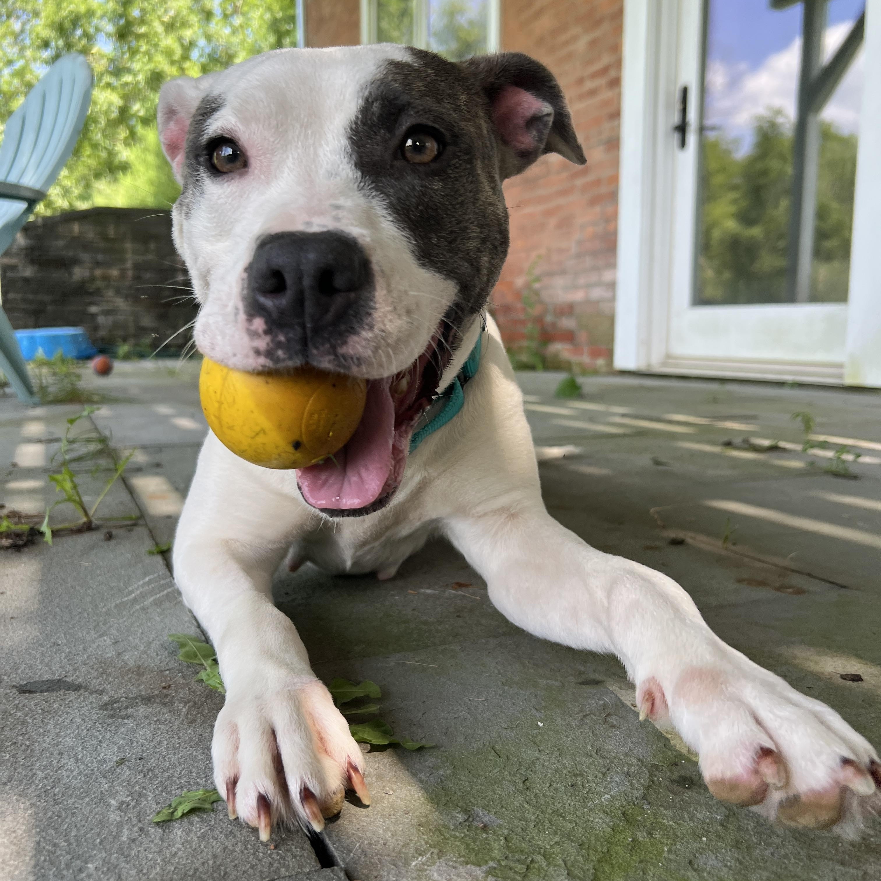 Family Friendly LOLA, a ADOPTABLE mixed breed in New York, NY image 5/6