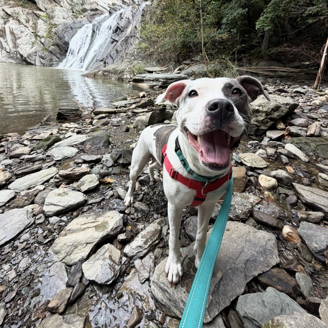 Family Friendly LOLA, a ADOPTABLE mixed breed in New York, NY image 4/6