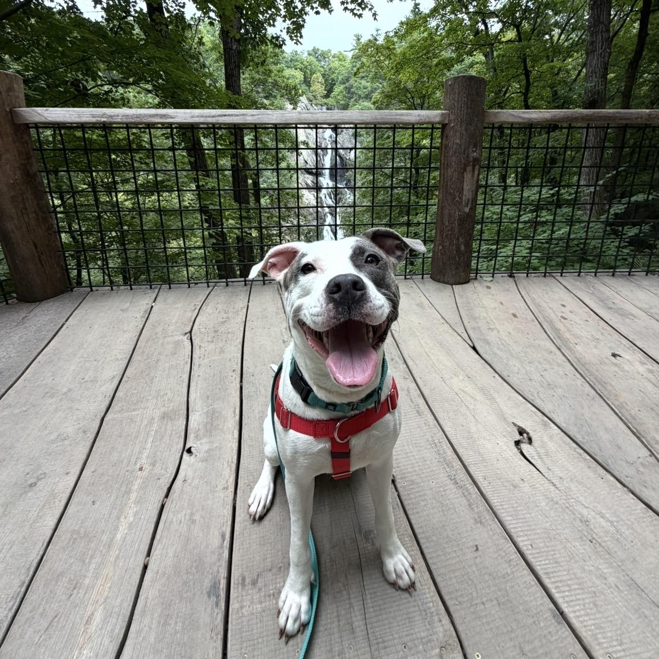 Family Friendly LOLA, a ADOPTABLE mixed breed in New York, NY image 1/6