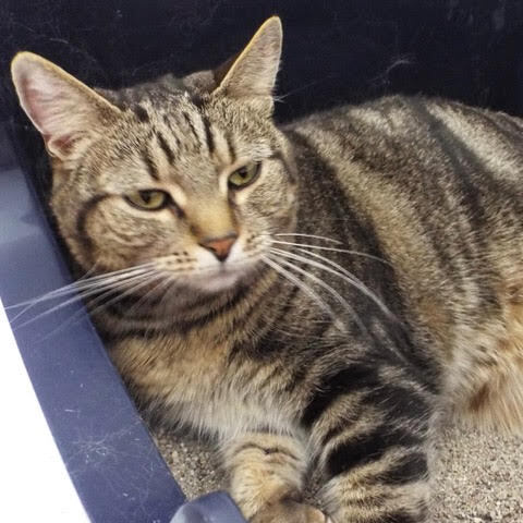 Buttercup, Adoptable, Adult Female Domestic Short Hair.