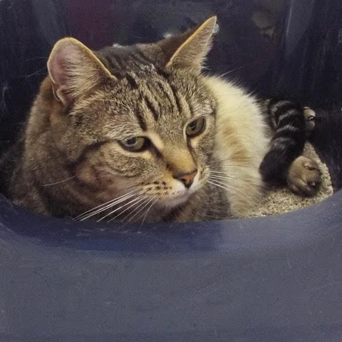 Buttercup, an adoptable Domestic Short Hair in Green Valley, AZ, 85614 | Photo Image 2