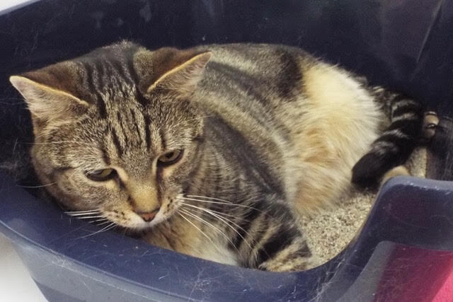 Buttercup, an adoptable Domestic Short Hair in Green Valley, AZ, 85614 | Photo Image 3