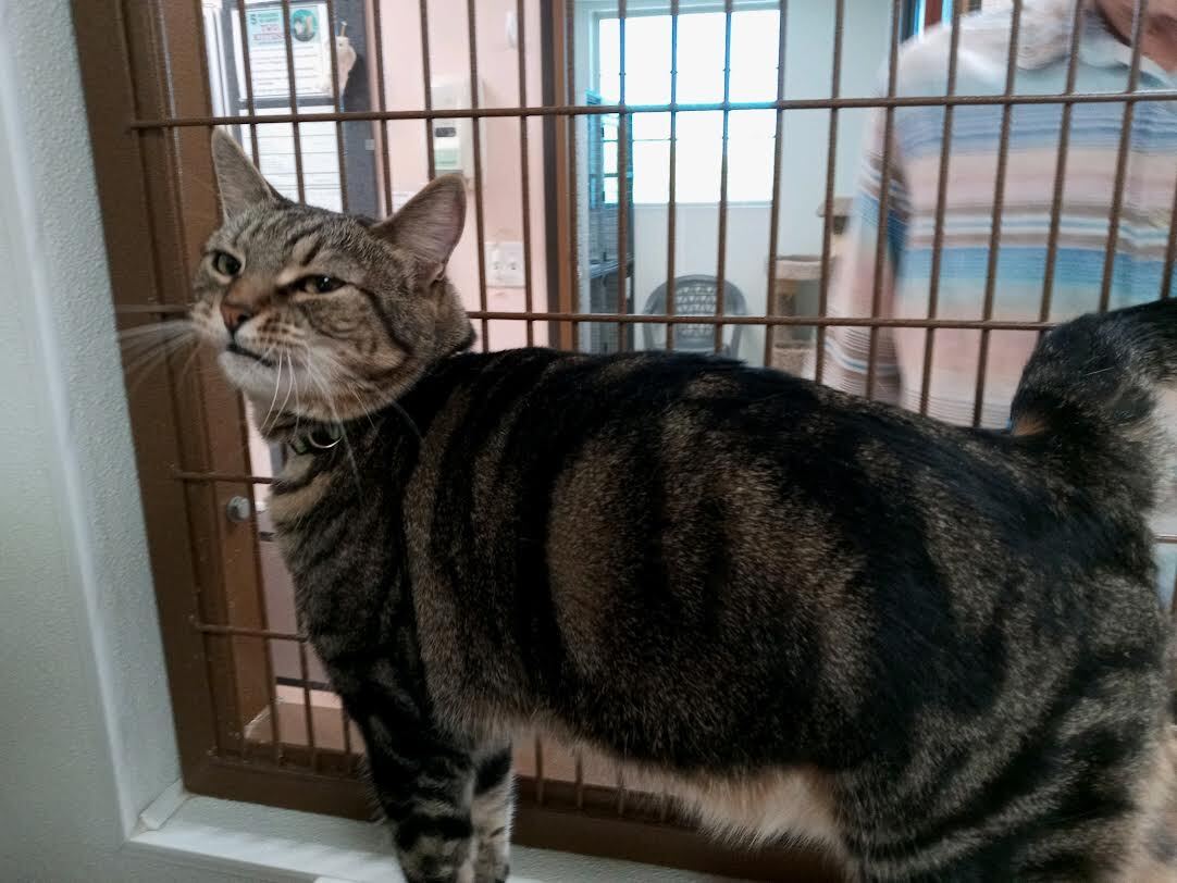 Buttercup, a Adoptable Domestic Short Hair in Green Valley, AZ image 5/5