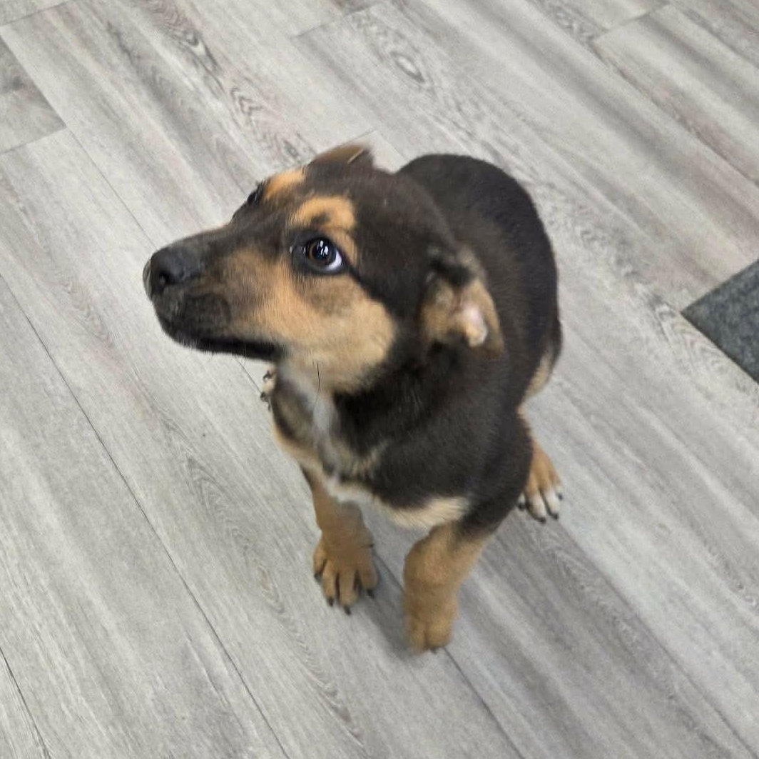 Enlarge Tatum, a ADOPTABLE mixed breed in Westport, MA image 2/6