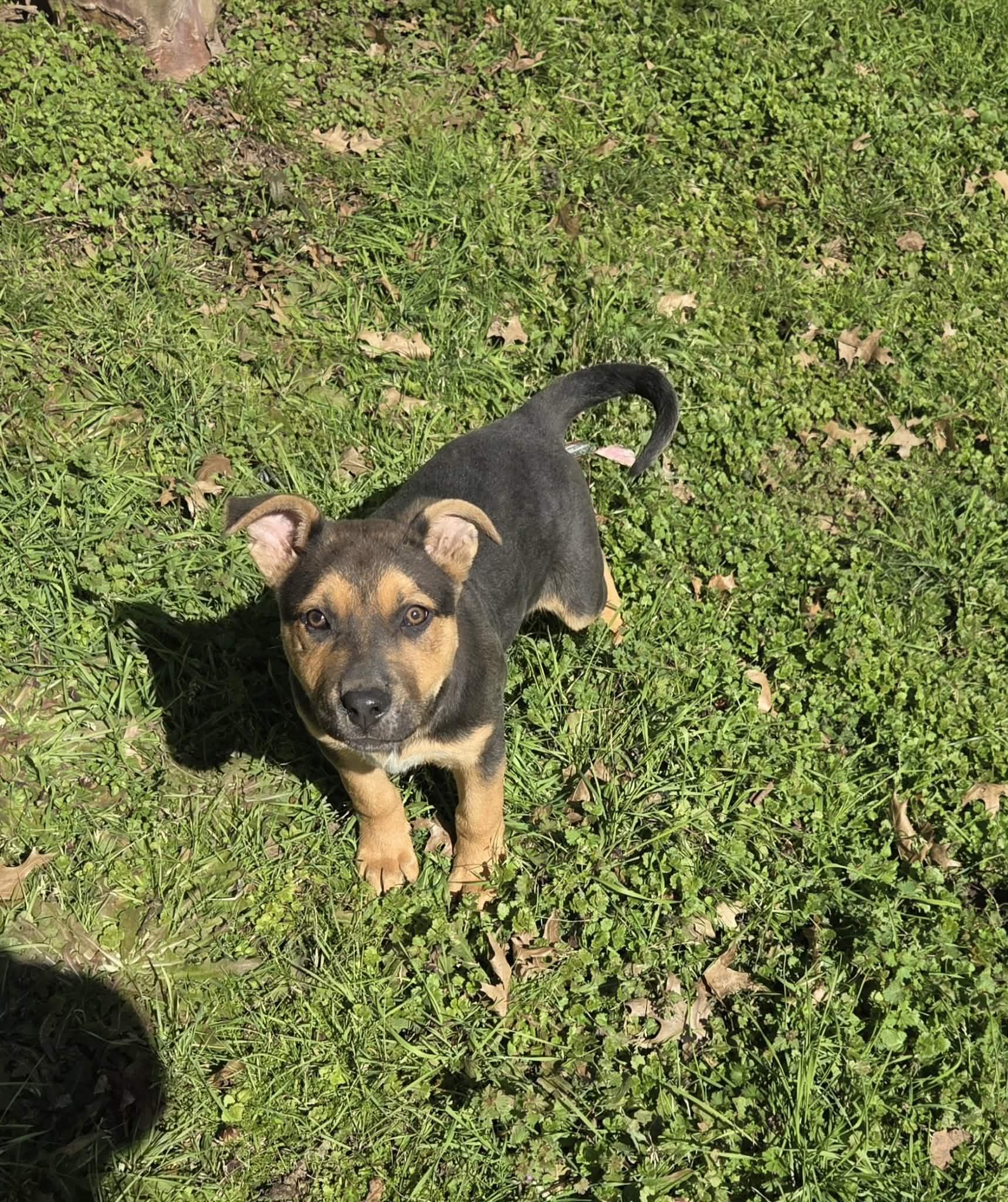 Enlarge Tatum, a ADOPTABLE mixed breed in Westport, MA image 5/6