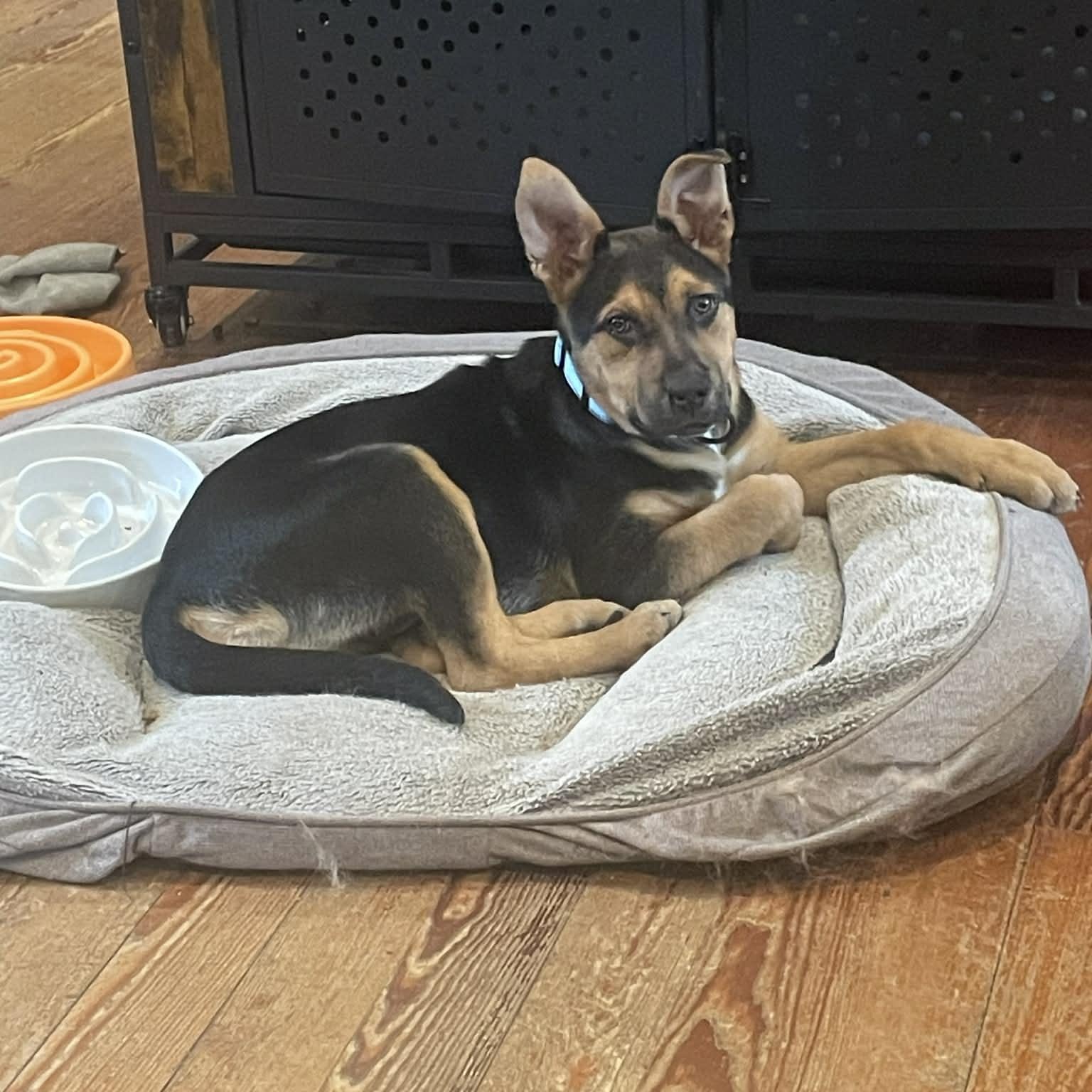 Tatum, ADOPTABLE, Puppy Male Shepherd.