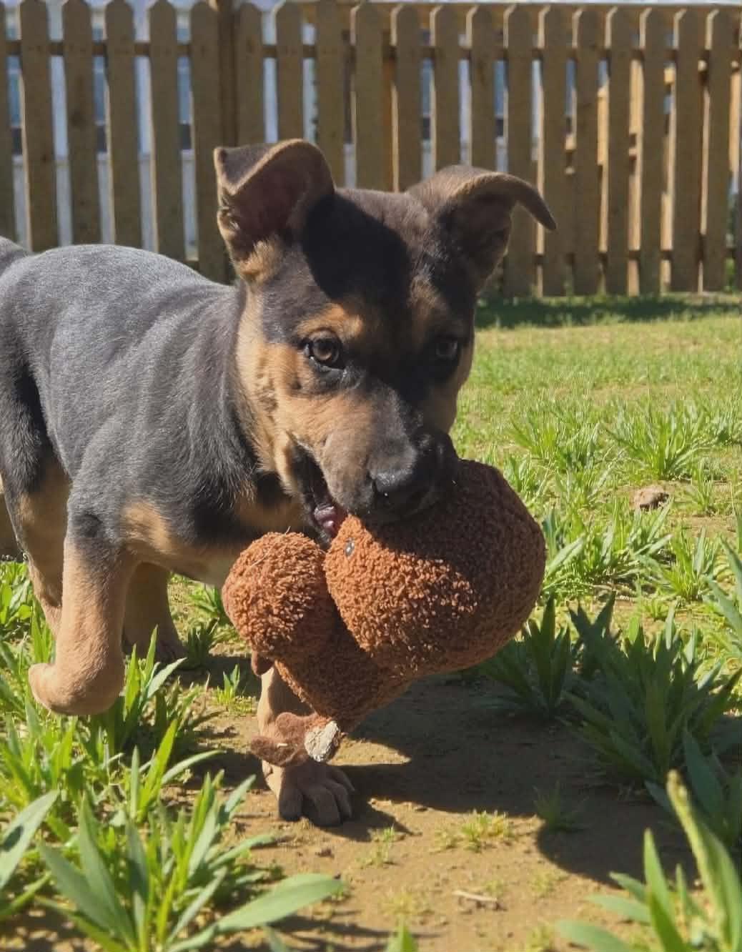 Enlarge Tatum, a ADOPTABLE mixed breed in Westport, MA image 4/6