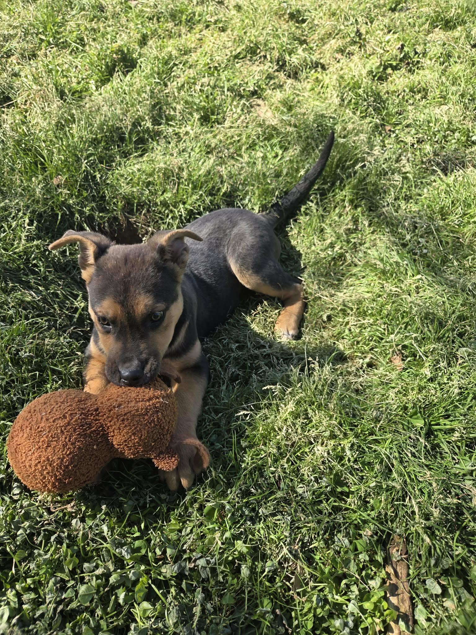 Enlarge Tatum, a ADOPTABLE mixed breed in Westport, MA image 6/6