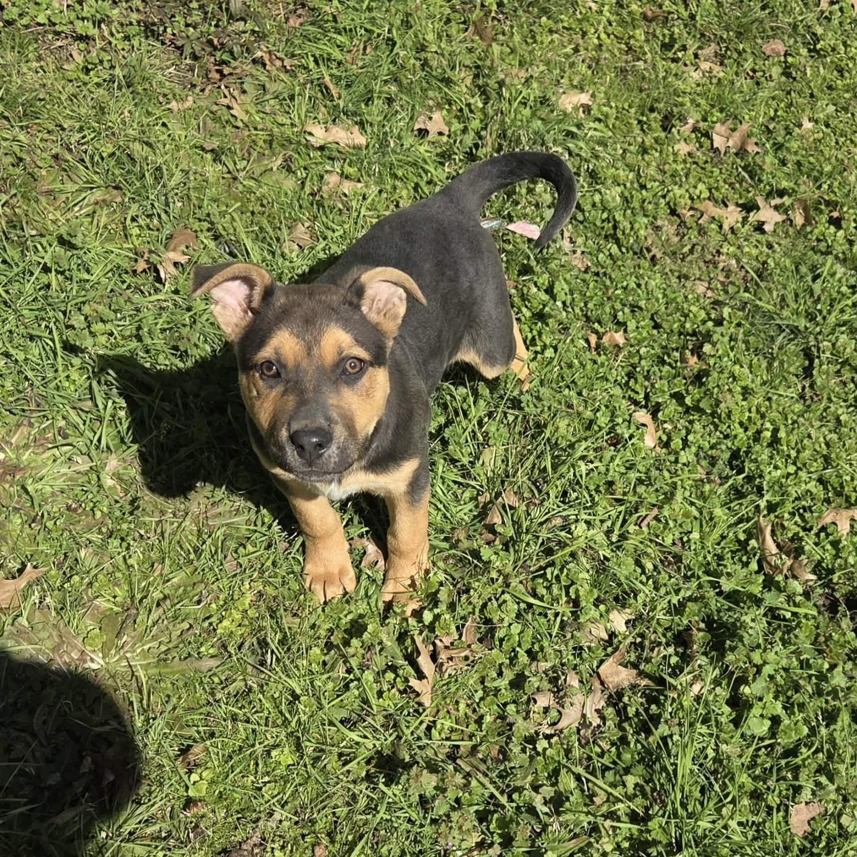 Tatum, ADOPTABLE, Puppy Male Shepherd.