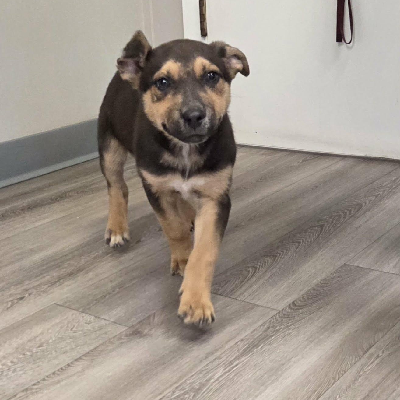 Enlarge Tatum, a ADOPTABLE mixed breed in Westport, MA image 3/6