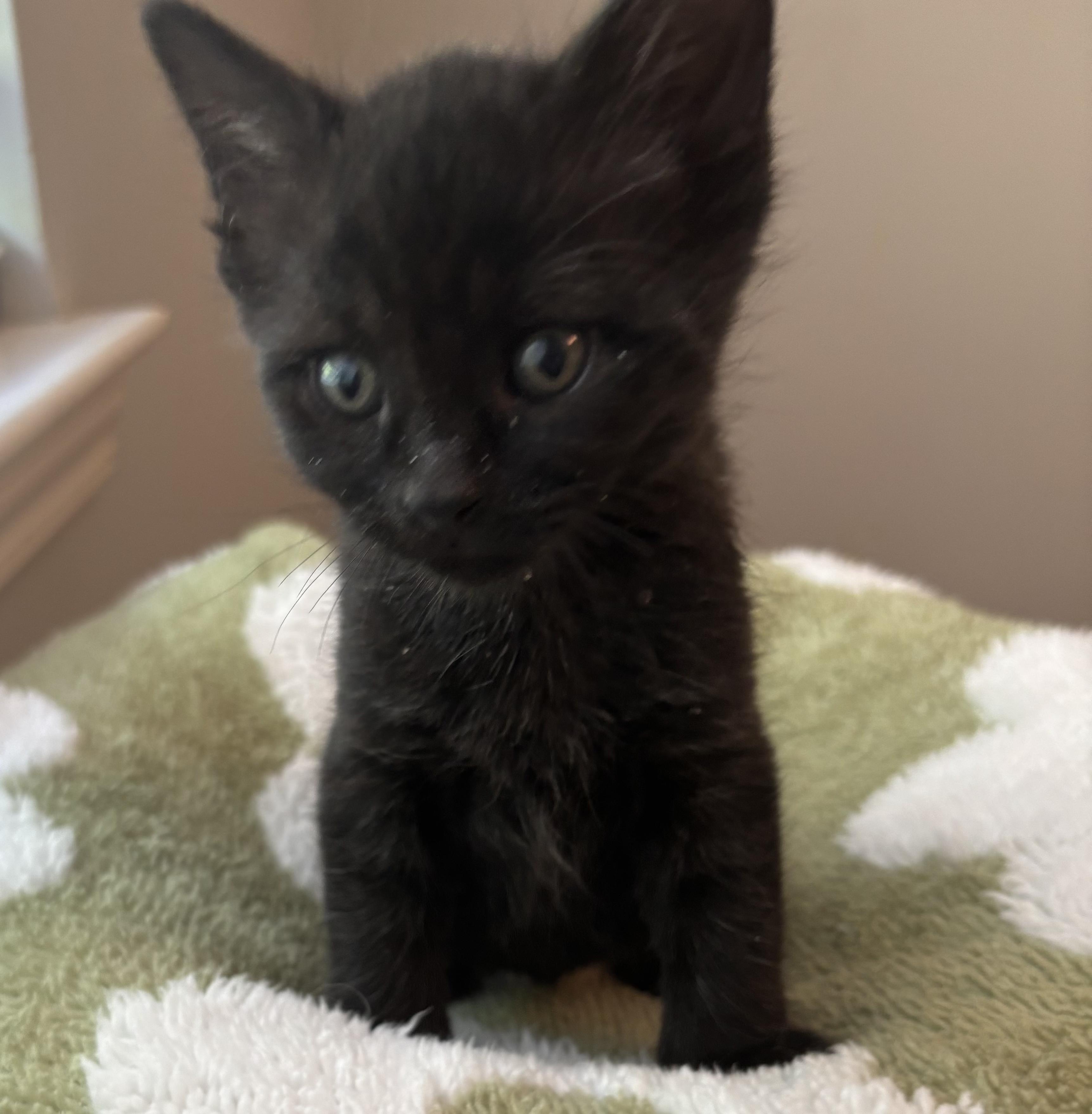 Enlarge Robby, a Adoptable mixed breed in Macomb, MI image 1/1