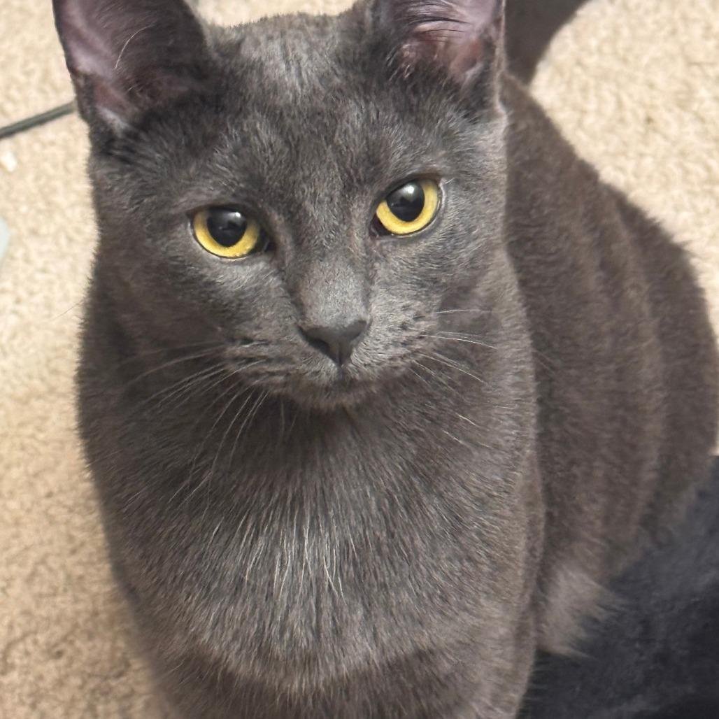 Enlarge Selune - Home to Home, a Adoptable Russian Blue in South Elgin, IL image 2/4