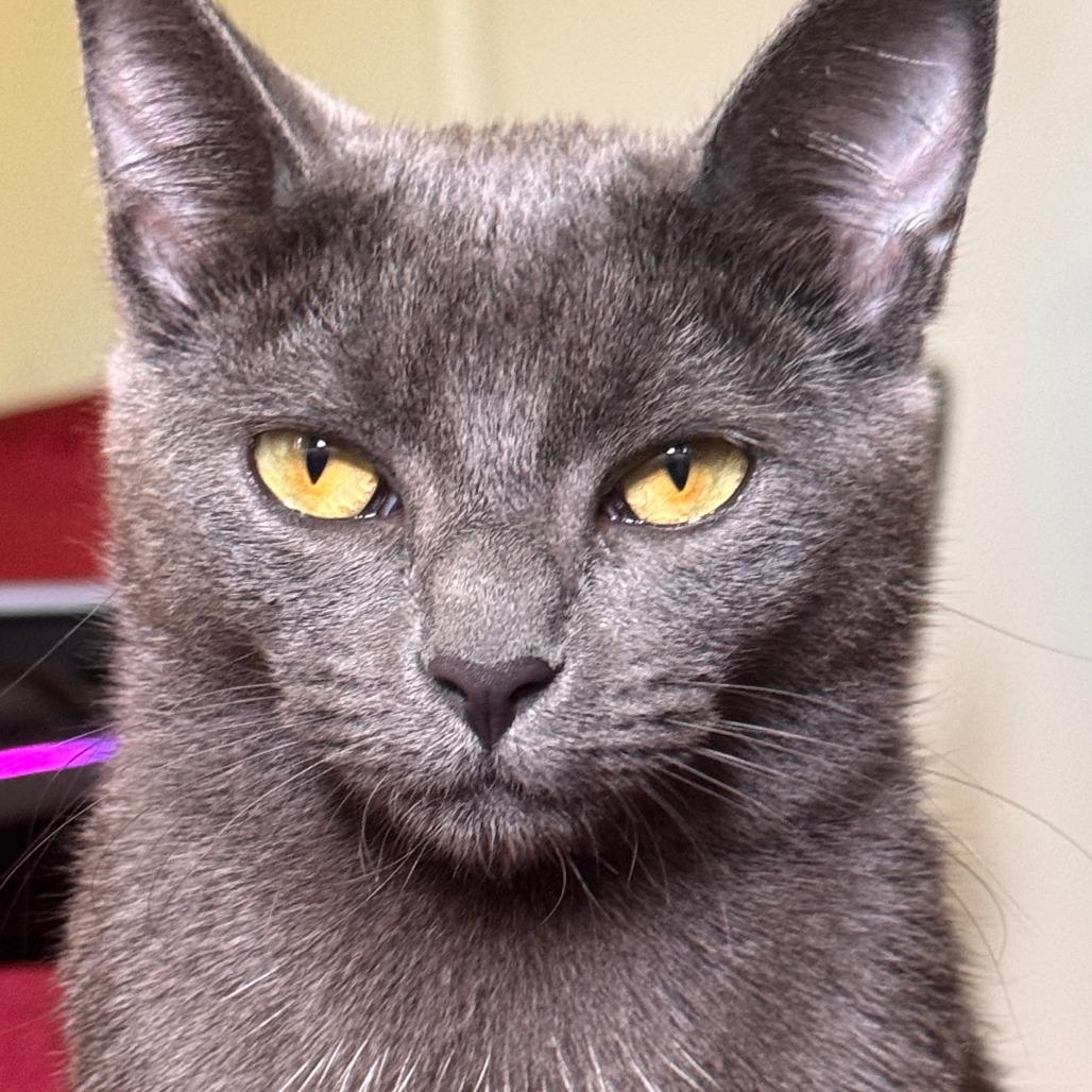 Enlarge Selune - Home to Home, a Adoptable Russian Blue in South Elgin, IL image 3/4