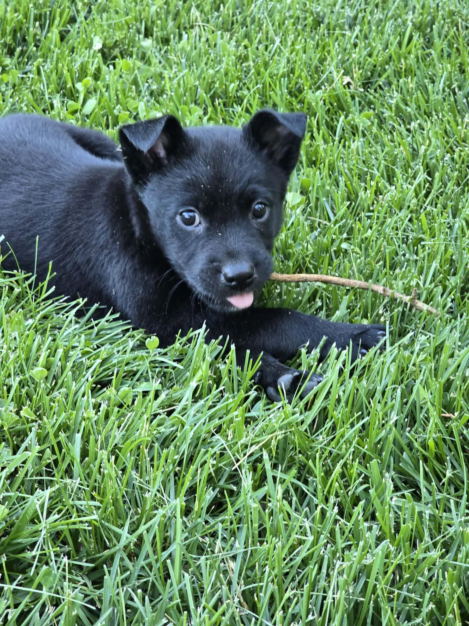 Fred, Adoptable, Puppy Male Labrador Retriever & Husky.