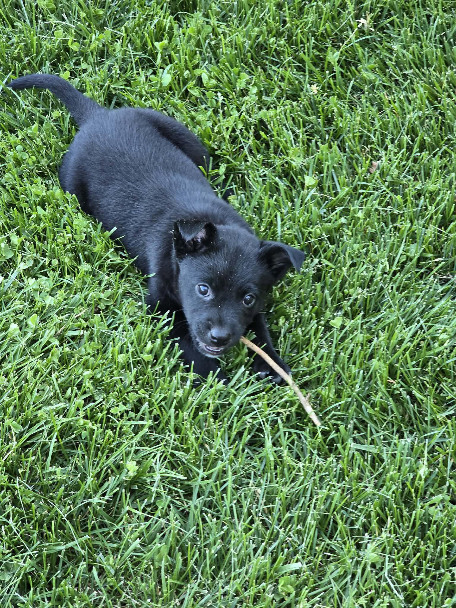 Fred, a Adoptable mixed breed in Barnhart, MO image 3/3